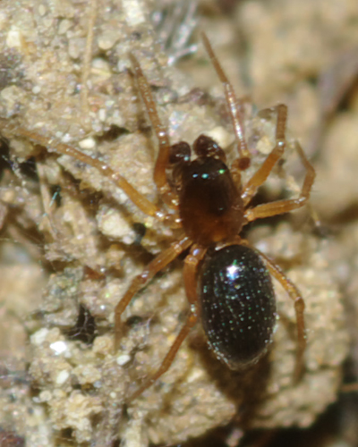 Maschio di Linyphiidae Erigoninae - Rende (CS)